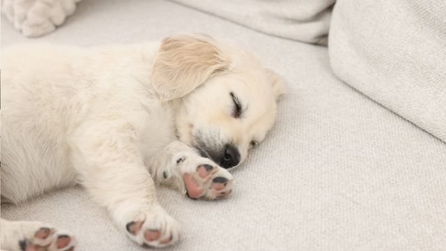 White puppy sleeping on lounge