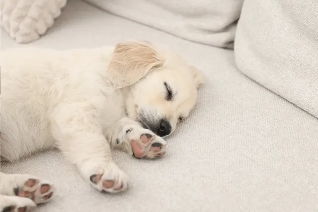 White puppy sleeping on lounge