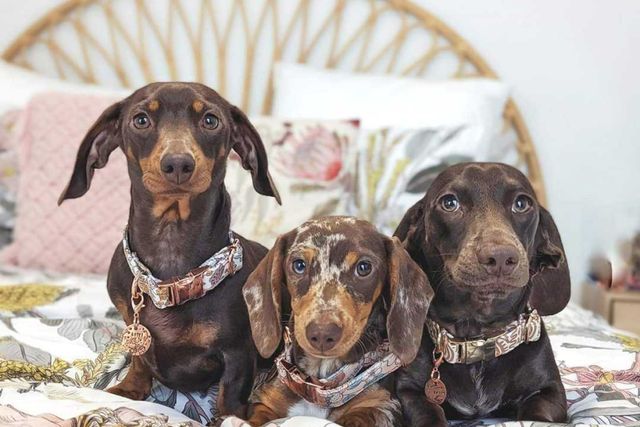 three dachshunds lying on bed looking at camera