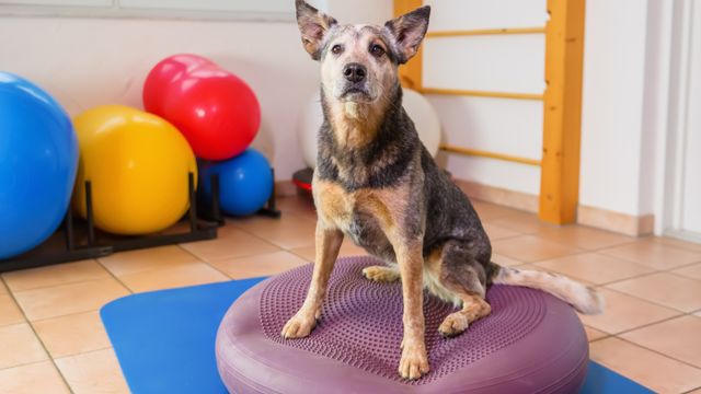 Does my dog need physiotherapy?