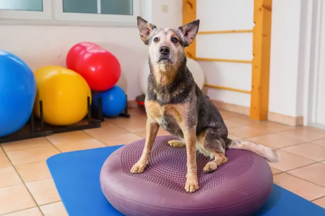 Does my dog need physiotherapy?