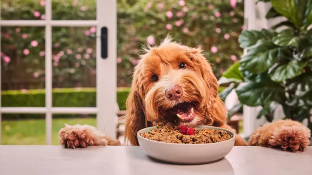 Happy dog eating bowl of Lyka on table