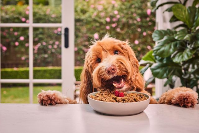 Happy dog eating bowl of Lyka on table