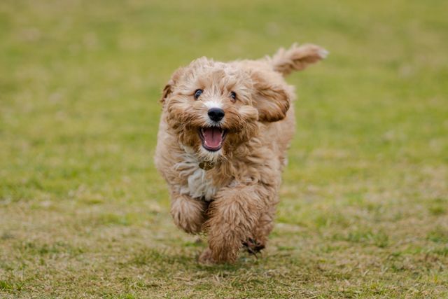 happy cavoodle puppy running through short green grass