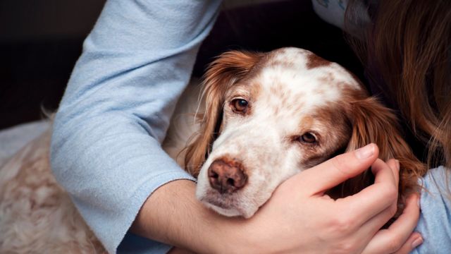 Dog being cradled by human