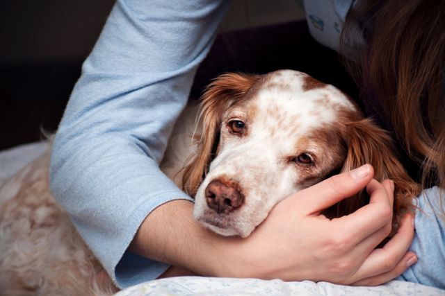 Dog being cradled by human