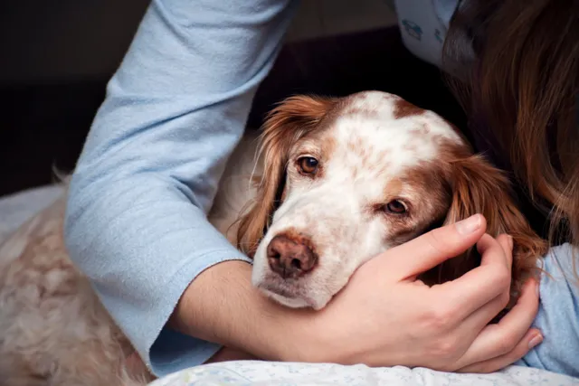 Dog being cradled by human