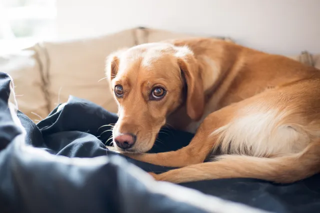Easing dog mobility issues: holistic tips and tricks