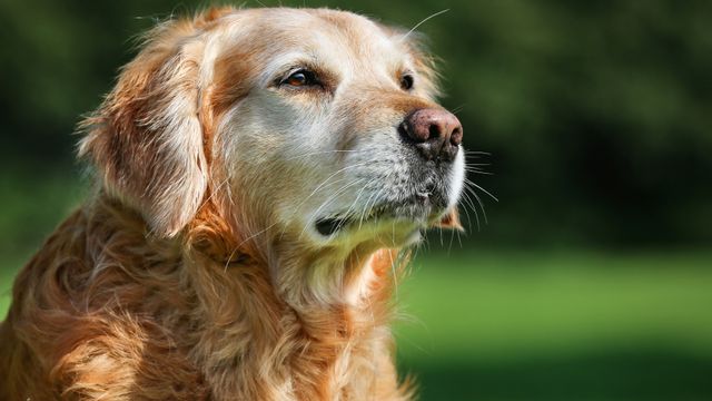 What's the best senior dog food? | Lyka Journal