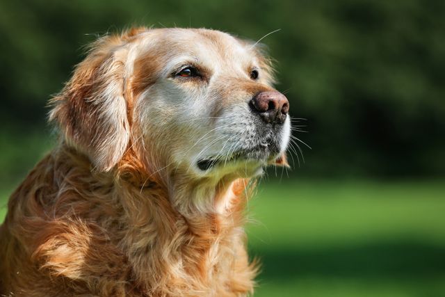 What's the best senior dog food? | Lyka Journal