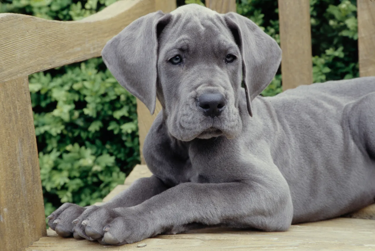 Great Dane puppy lying on a bench